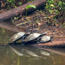 Three turtles resting closely together on a log, one end of which is submerged in brackish water