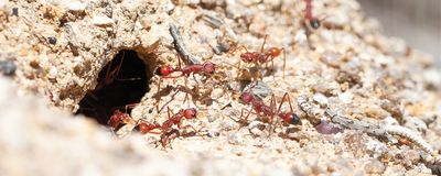 red ants coming out of dirt hole