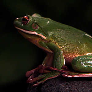 A frog leaps out of the frame of the video.
