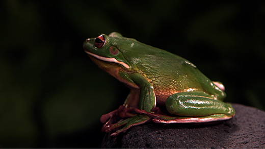 A frog leaps out of the frame of the video.