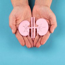 Human kidney in hands stock photo