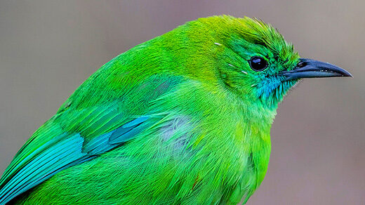 Photo of the blue-winged leafbird of Southeast Asia.