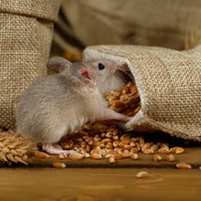 A mouse in front of an open sack of grain.