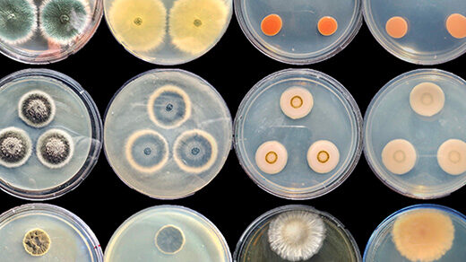 Photo of 12 petri dishes holding brightly colored fungi.