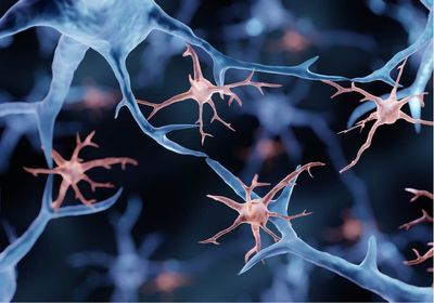 illustration of neurons in blue and microglia in orange