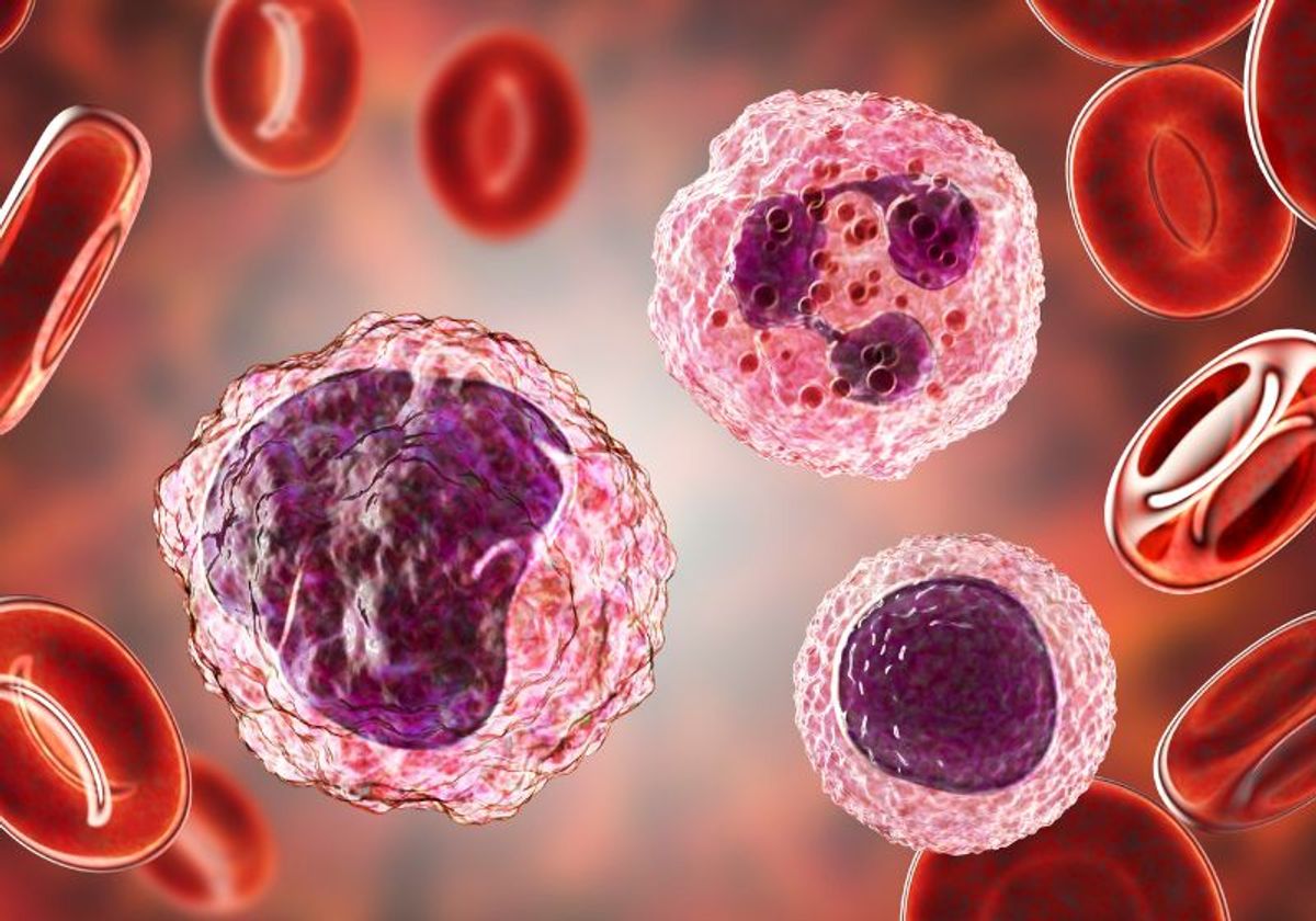 Peripheral blood mononuclear cells surrounded by red blood cells in circulating blood.