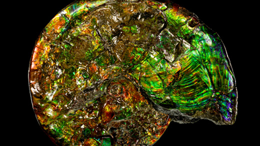 Colorful opalized shell of a fossil ammonite.