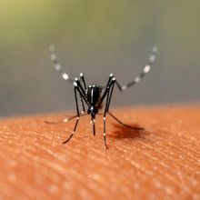 an&nbsp;<em>Aedes aegypti&nbsp;</em>mosquito, black with white dots and stripes on its joints and body, sitting on a person&#39;s skin and feeding.&nbsp;