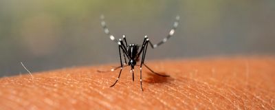 an <em>Aedes aegypti&nbsp;</em>mosquito, black with white dots and stripes on its joints and body, sitting on a person&#39;s skin and feeding.
