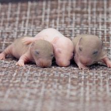 a trio of infant mice, two brown mice on the ends and one white mouse in the middle