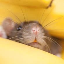 mouse nose peeking out from between two yellow objects