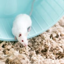 a white mouse sits on a blue exercise wheel, looking out onto the shavings below
