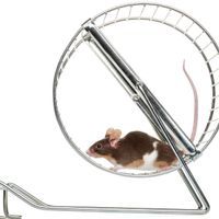 a mouse on an exercise wheel