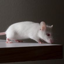 White mouse at the edge of a desk