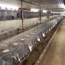 a long room lined with metal cages with chinchillas