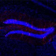 Microscopy image with blue and red neurons, where red indicates neurons involved in a memory engram