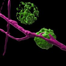 Surface rendering of microscopy image showing two dendritic cells (green) communicating with a nociceptor neuron (violet).