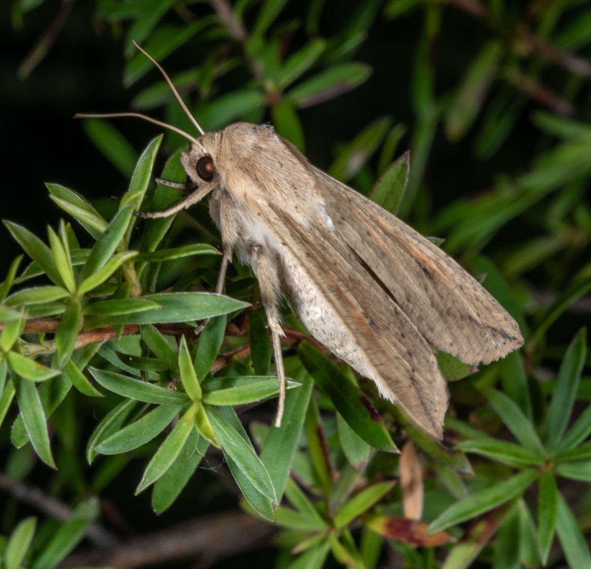 A northern armyworm moth in foliage
