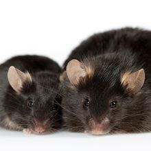 a small black mouse sits next to an obese black mouse on a white background