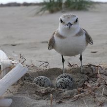 Kentish plover standing by nest with eggs