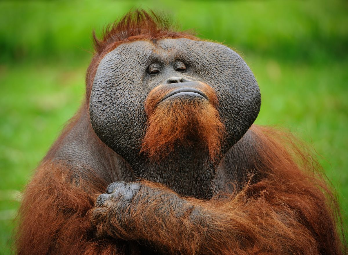 Orangutan looking fed up