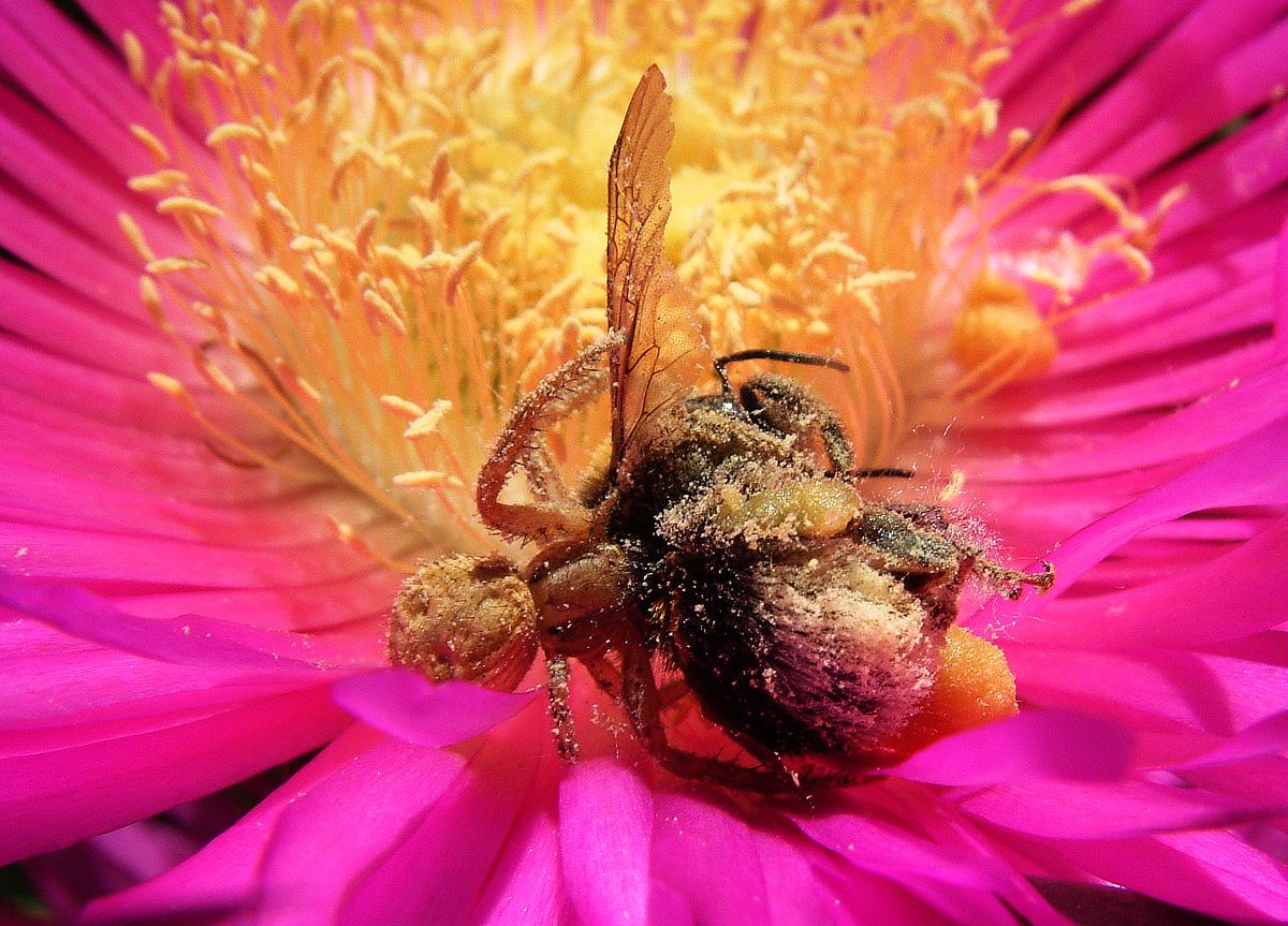 Honey bee caught by crab spider on top of pink flower