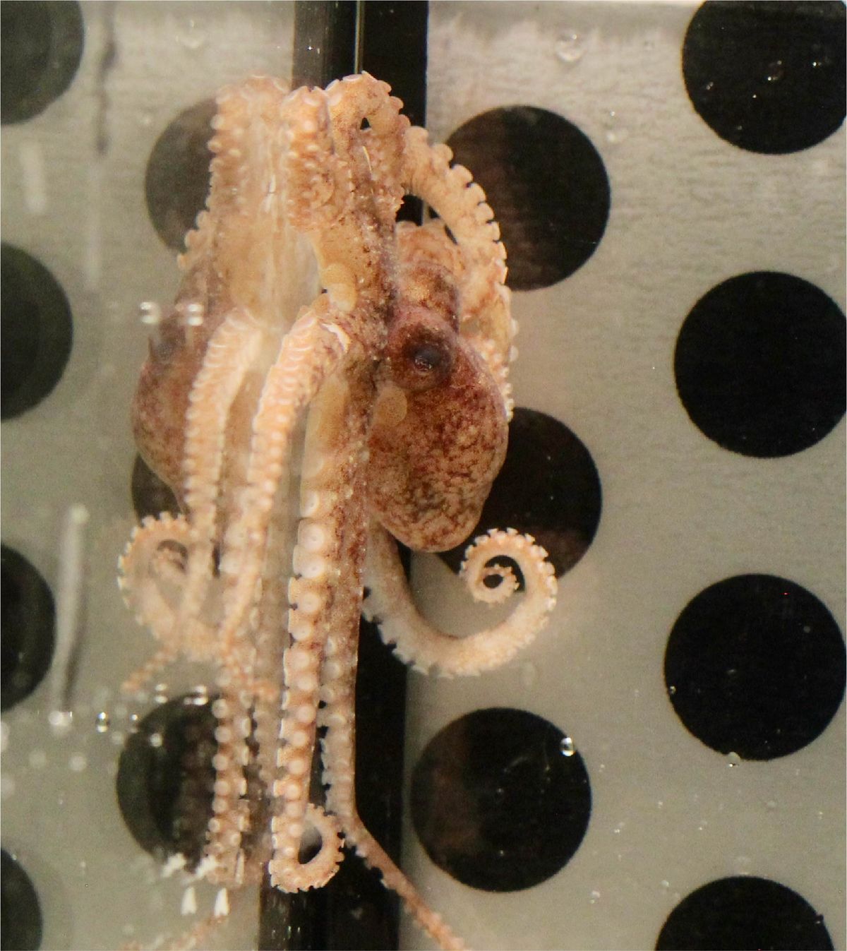 Octopus vulgaris in conditioned place preference tank