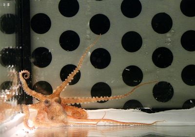 Octopus in tank lined with black dots