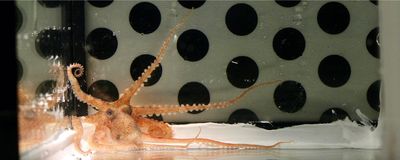 Octopus in tank lined with black dots