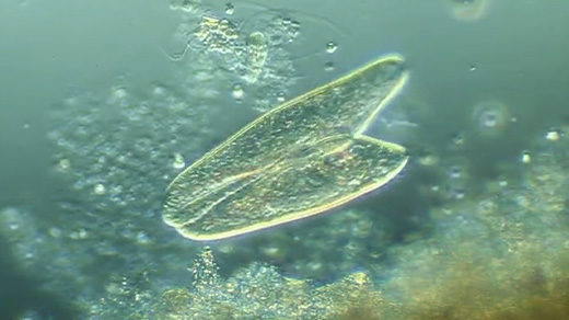 Video of two slipper-shaped paramecia engaged in a sexual process called conjugation.
