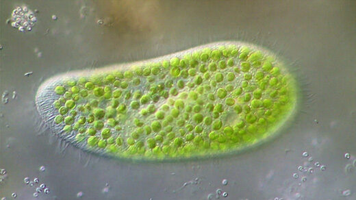 Video of a swimming Paramecium bursaria, with its Chlorella endosymbionts.