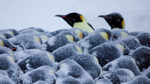 Photo of emperor penguins huddling together for warmth, with two sticking their heads out
