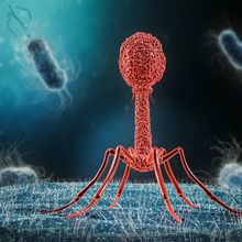Illustration of a red bacteriophage infecting a blue bacterium, with other bacteria in the background.