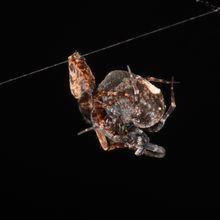 Philoponella prominens spiders mating