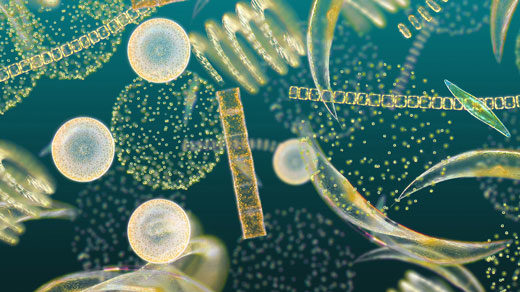520px photo of phytoplankton