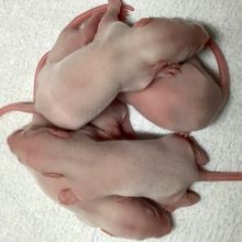 Pink rat pups piled on top of each other. 