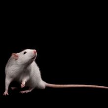 white rat on black background