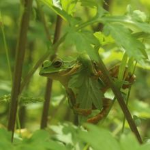 Green frog in trees with green leaves