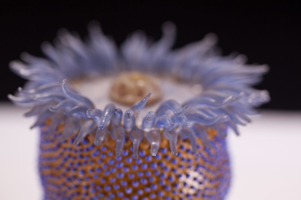 Glass-blown and sculpted model of the sea anemone (<em>Phymactis florida</em>)