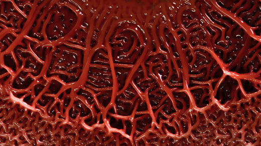 Red slime mold
