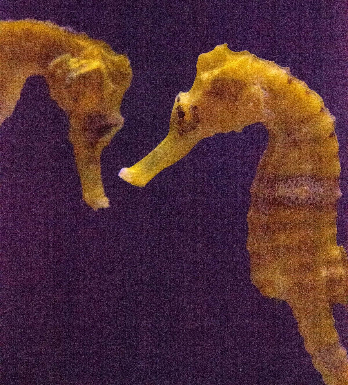 Lined seahorses