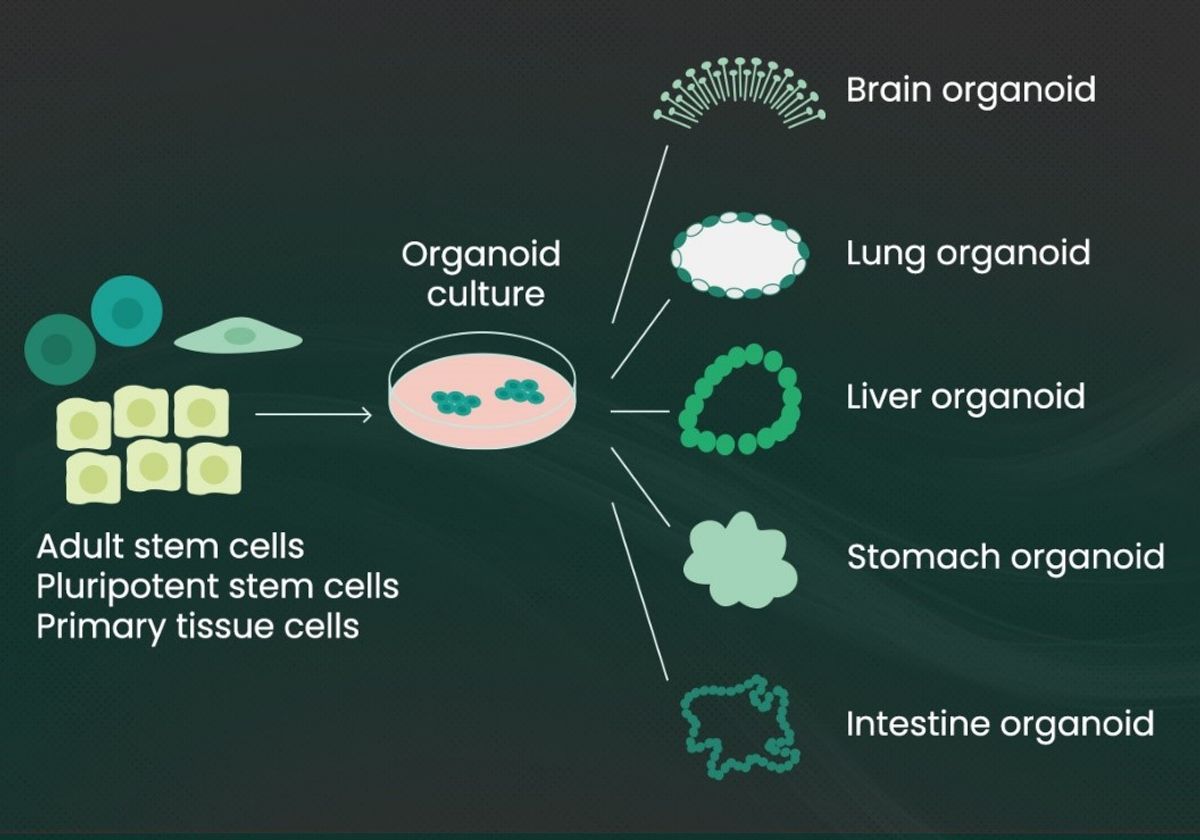 Graphic showing stem and primary cells differentiating into various cells types in organoid culture