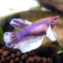 a purple betta with white fins in a tank
