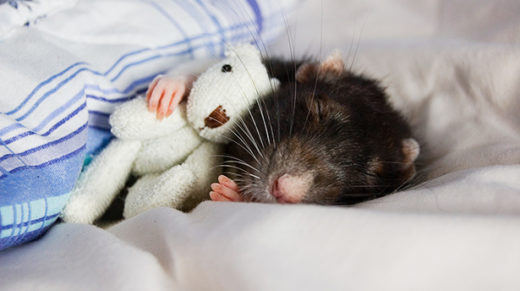 Photo of a sleeping rat with a teddy bear