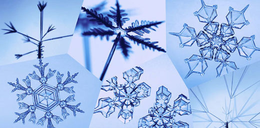 Six looping videos of different types of snowflakes and snow crystals growing.