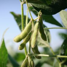 A photo of soybean pods