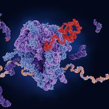Artist&rsquo;s rendition of the molecular structure of a ribosome (blue and purple) as it produces a polypeptide chain (red) from an mRNA template (orange and gray), with tRNA molecules (dark purple) shuttling amino acids.
