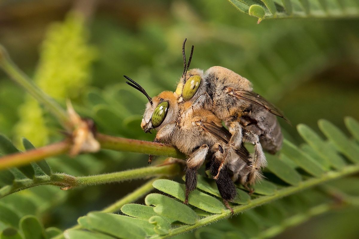 A male and female digger bee mate on a green, leafy branch