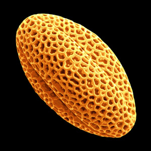 Sculpted, latticed structure of a grain of olive pollen.