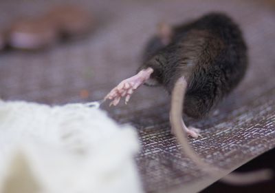 a mouse moves away from the camera, its left leg caught in a cloth